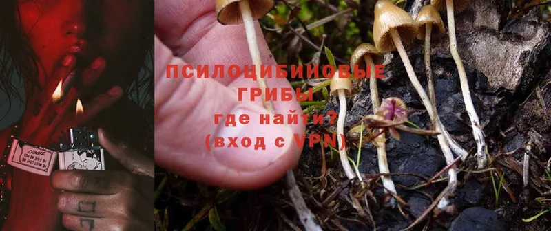 Псилоцибиновые грибы Psilocybe  Бодайбо 